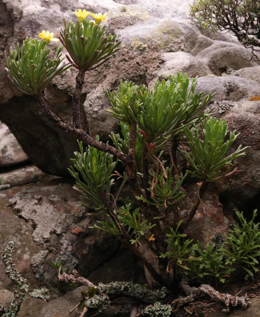 Small woody shrub with whorls of green leaves and yellow daisy like flowers growing against a rocky background